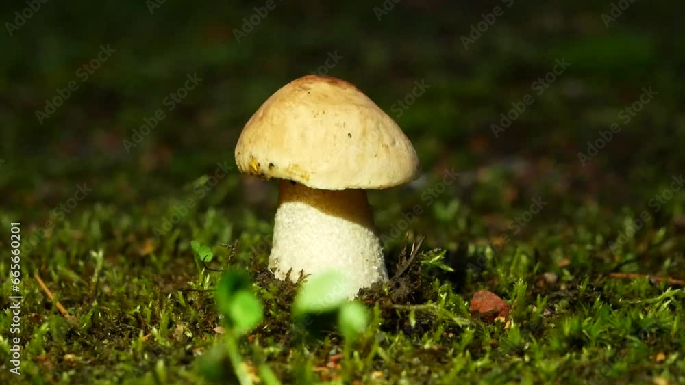 The boletus mushroom grows among green moss in a clearing in the forest. Edible healthy mushroom in the forest in summer. Vegetarian food in natural conditions. The boletus mushroom grows among green moss in a clearing in the forest. Edible healthy mushroom in the forest in summer. Vegetarian food in natural conditions.