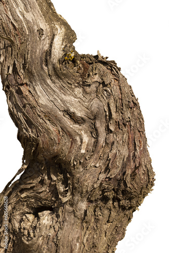 Détail de bois d'un cep de vigne	