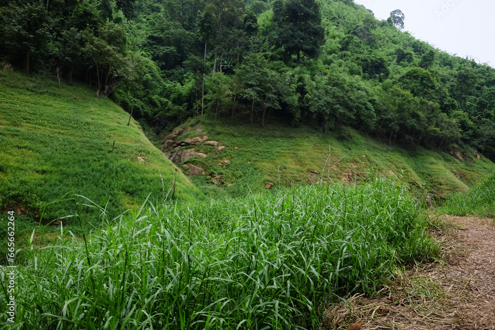 Obraz premium Freshness landscape for tropical rain forest with foggy and greenery mist in wild jungle. Travel in Thailand