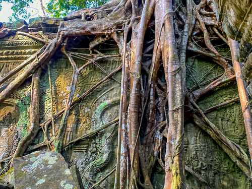 Ta Prohm, a mysterious temple of the Khmer civilization, located on the territory of Angkor in Cambodia photo