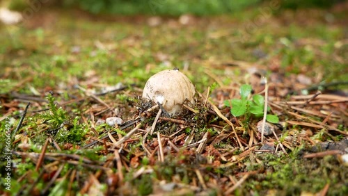 A large birch mushroom has grown after the rain in a forest clearing. Protein food for vegans in a natural environment.