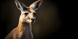 close up kangaroo