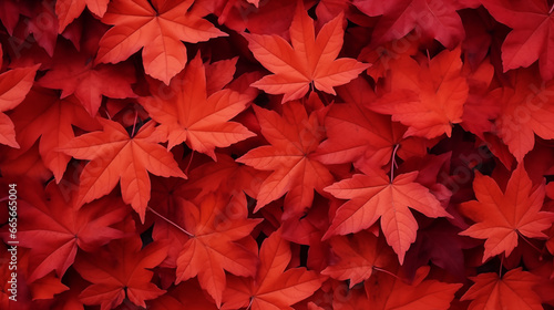 Red maple leaves scattered for background, An Autumn season