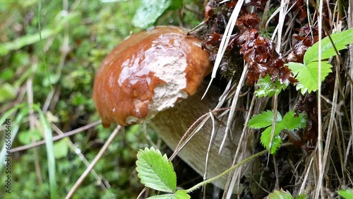 A large birch mushroom has grown after the rain in a forest clearing. Protein food for vegans in a natural environment.