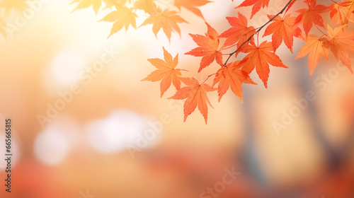 Maple tree with bokeh background and sunrise  An Autumn season  Thanksgiving day