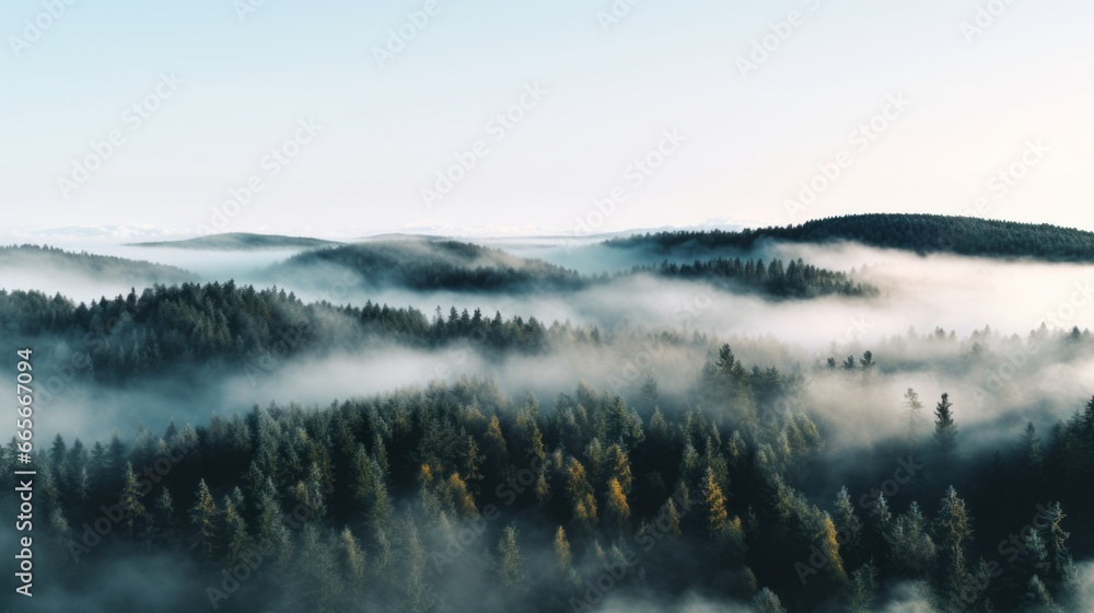 Fototapeta premium Nordic forest, forest landscape, foggy, evening time, foggy landscape in the jungle Fog and cloudy mountain tropic valley landscape aerial view, wide, misty panorama