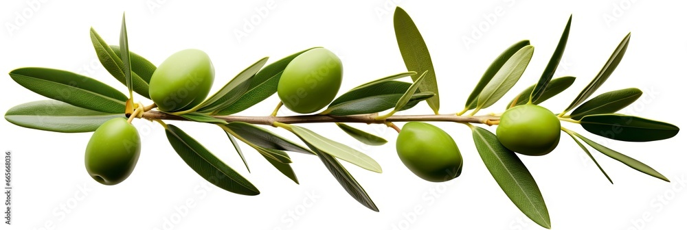 Olive tree branch, green olives and leaves on white background. Olive tree branch, green olives and leaves on white background.