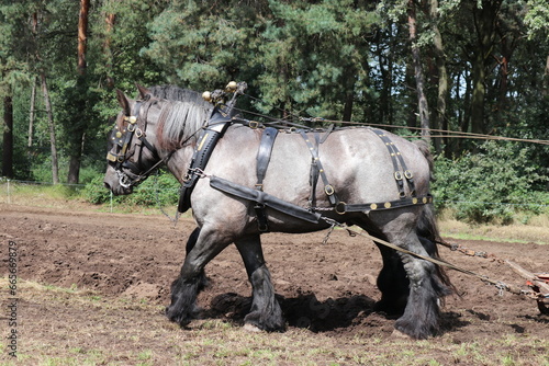 a beautiful grey workhorse with a halter is tyring a plow in a field closeup in summer