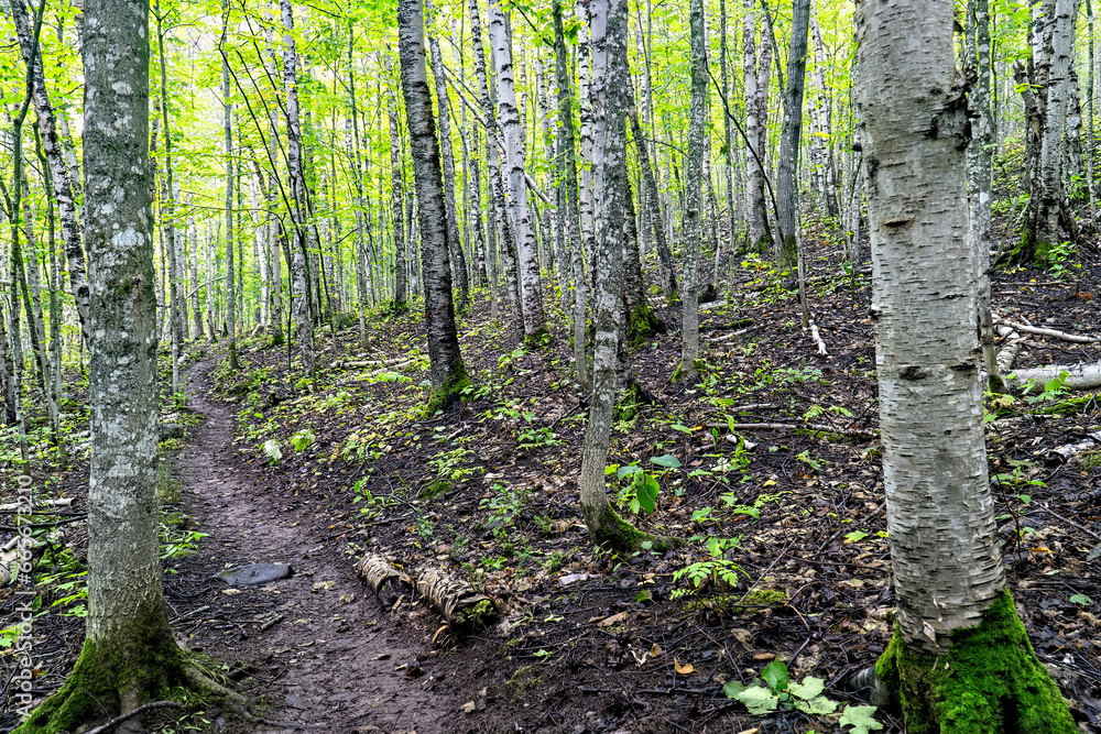 Naklejka premium Hiking Trail, Summer, Isle Royale National Park, Michigan