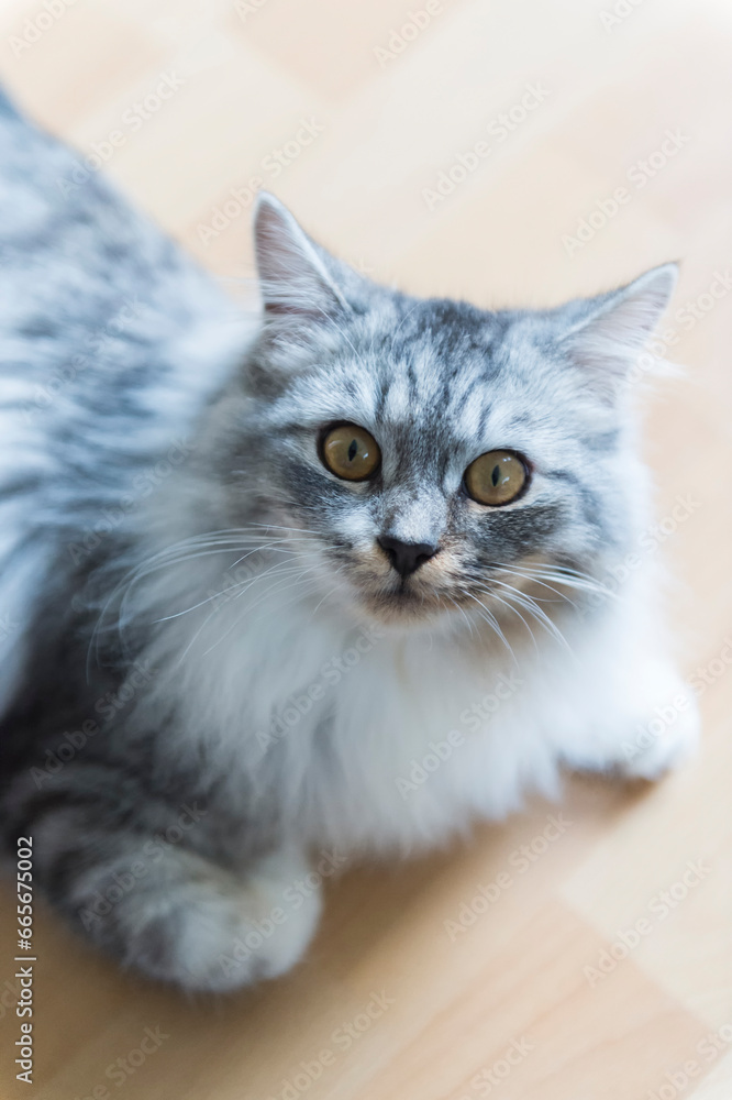 Porträt einer Deutsch Langhaar Katze