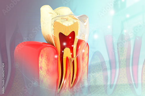 Human tooth structure. Cross section. 3d illustration