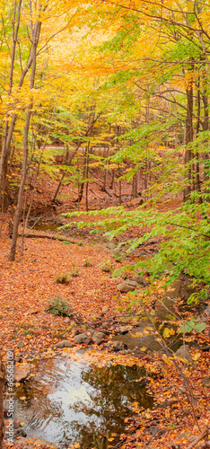 Magnificent autumn landscapes in the Canadian forest in the province of Quebec