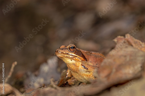Rana agile - Rana dalmatina - dettaglio