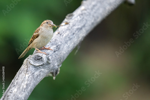 House sparrow with grasshopper in its beak