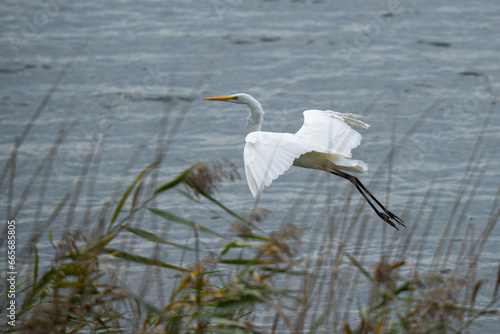 Great egret in flight