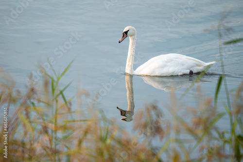 Swan on a lake near the reeds