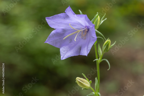 flower in purple