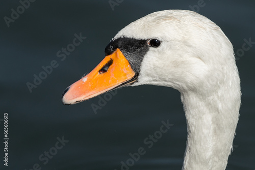 swan in portrait