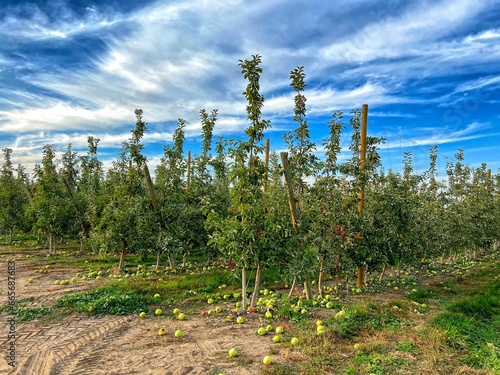landscape with sky, trees and clouds
