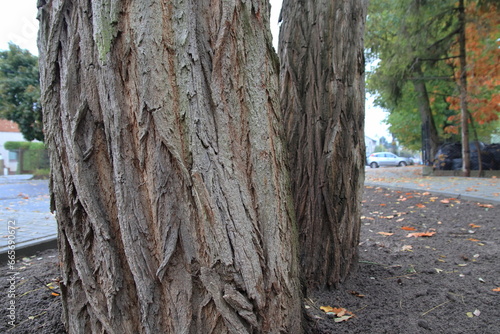 Fototapeta Naklejka Na Ścianę i Meble -  kora starego drzewa w nieście