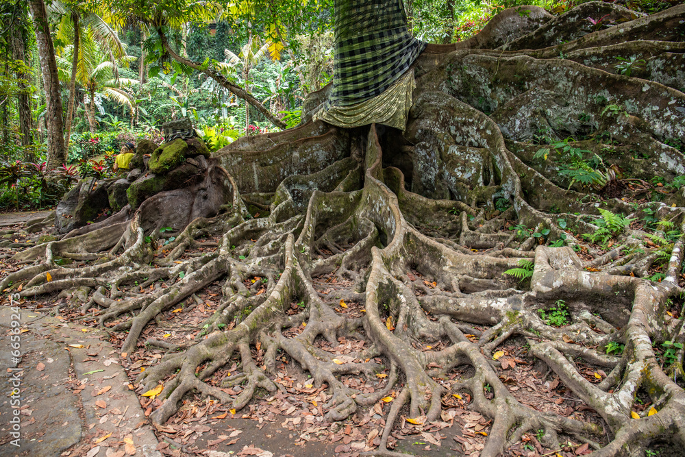 Goa Gajah - Elephant Cave. This park-like temple complex offers a beautiful garden with ancient trees and tropical plants. Great enchanted paths through the resort in Bali Goa Gajah - Elephant Cave. This park-like temple complex offers a beautiful garden with ancient trees and tropical plants. Great enchanted paths through the resort in Bali