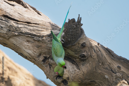 Two rose-ringed parakeets, ringneck parrots, Kramer parrots - Psittacula krameri on the tree by hollow. Photo from Sariska Tiger Reserve at Alwar District, Rajasthan in India.