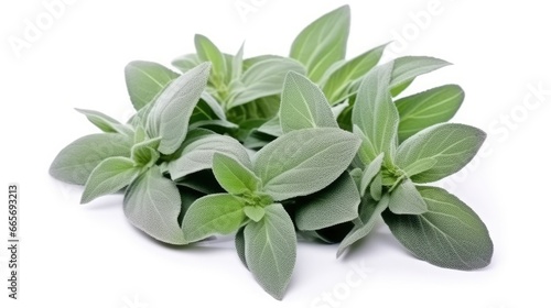 Plant lambs ear isolated on white background.