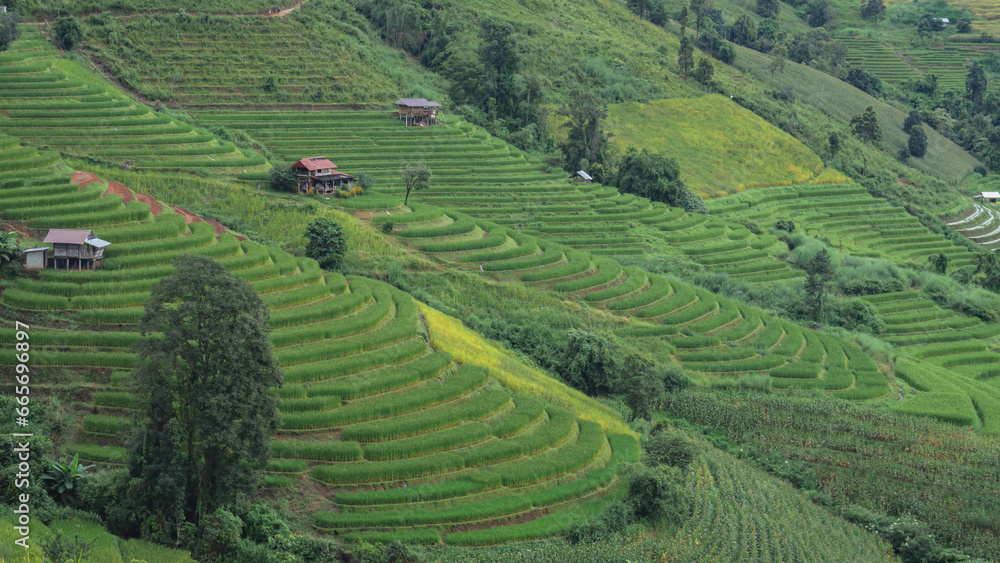 Beautiful step of rice terrace paddle field View at Chiangmai,Thailand.