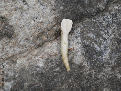 The front tooth of a bear on a block of stone. Incisor tooth of a large predatory beast on gray granite.