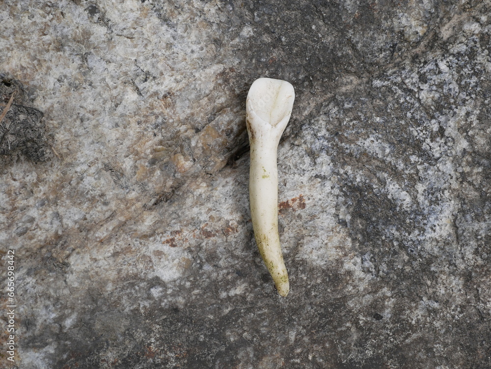 The front tooth of a bear on a block of stone. Incisor tooth of a large ...