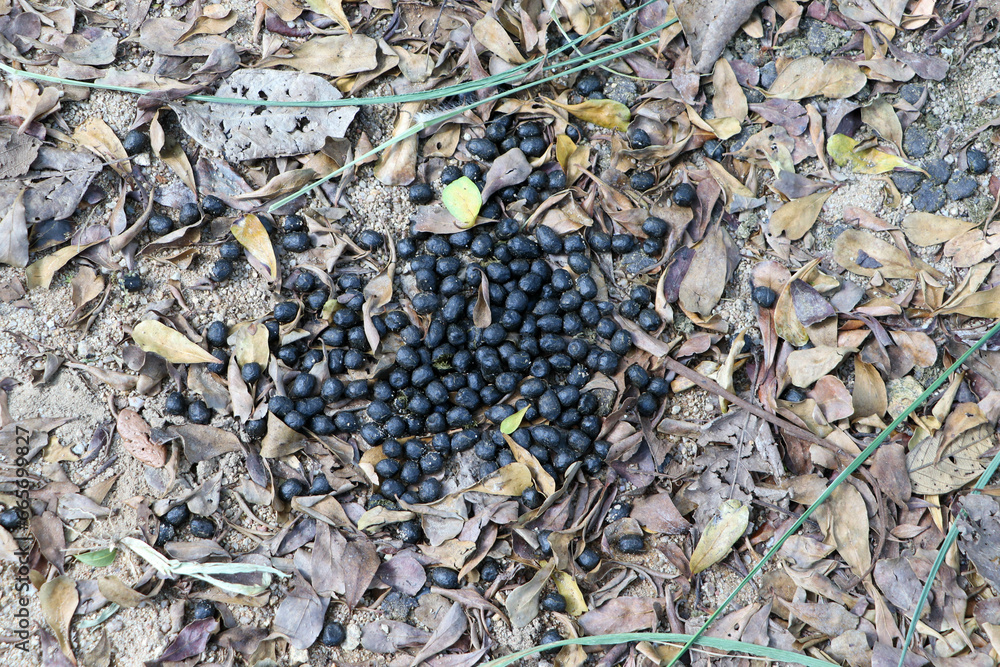 Deer droppings in nature green grass background Deer droppings in nature green grass background