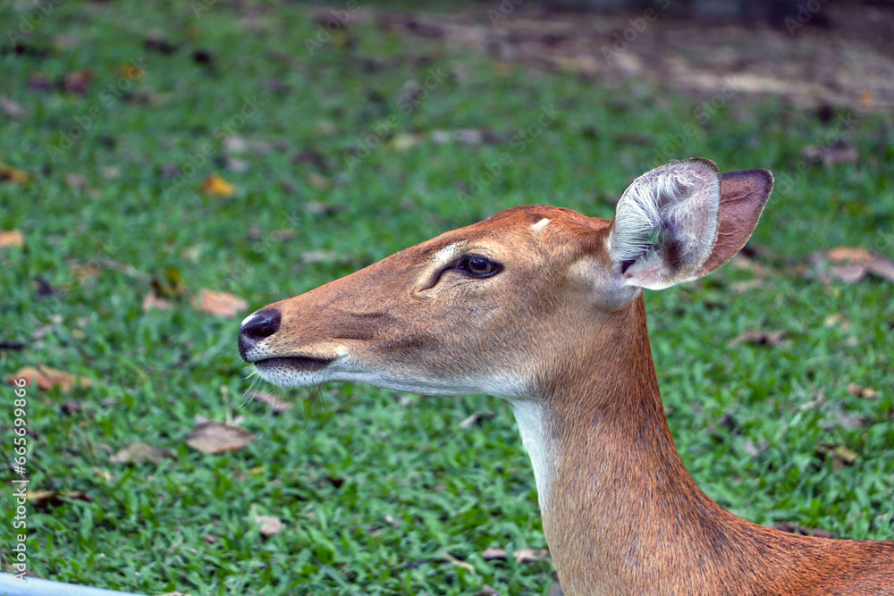 Deer head, female deer, lying on the green grass. The cuteness of wild animals in the zoo in Thailand