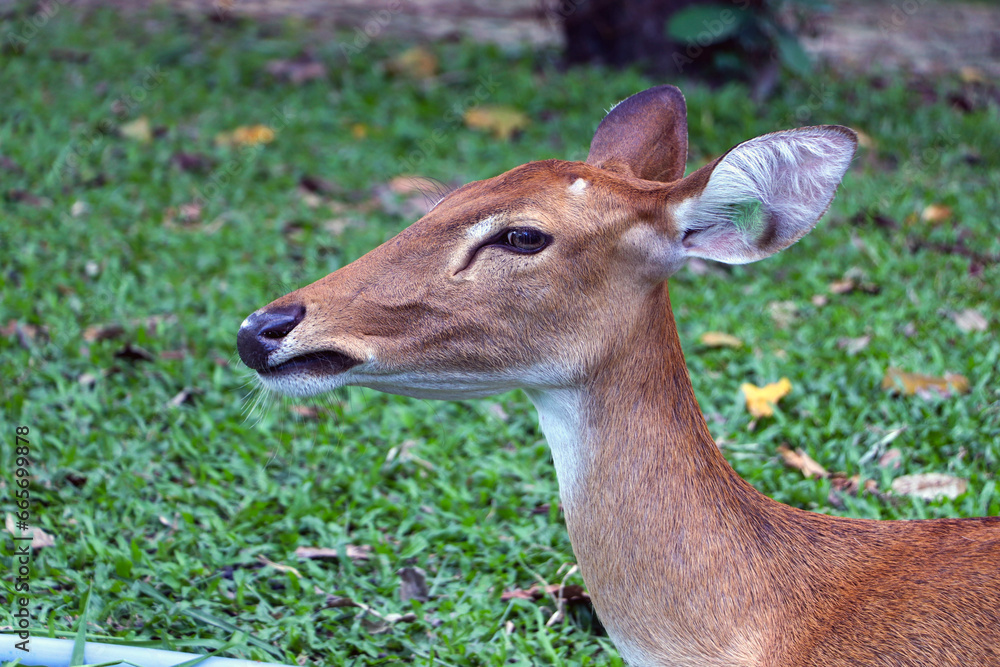 Wild deer are cute in nature. green grass background Wild deer are cute in nature. green grass background
