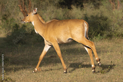Fototapeta Naklejka Na Ścianę i Meble -  Sambar - Rusa unicolor female running on green meadow. Photo from Sariska Tiger Reserve at Alwar District, Rajasthan in India.