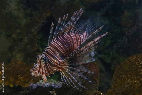The red lion fish in water