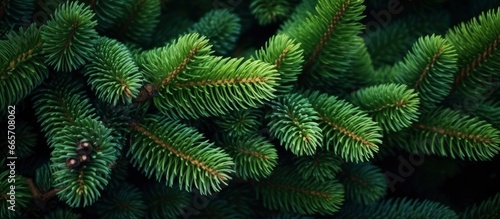 Christmas tree branches on a natural background.