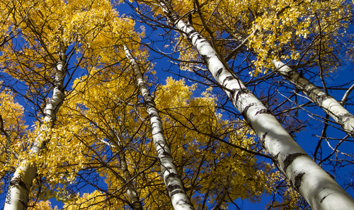 A look up at the tops of poplar trees with golden leaves on a warm fall day. photo