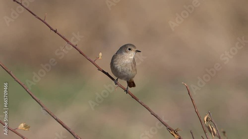 redstart (female) bird perched on branch