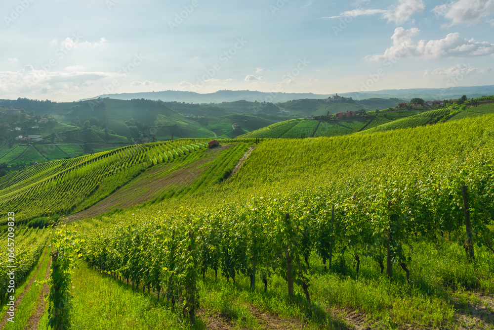 Langhe vineyards and Castiglione Falletto village. Piedmont, Italy