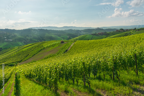 Langhe vineyards and Castiglione Falletto village. Piedmont  Italy