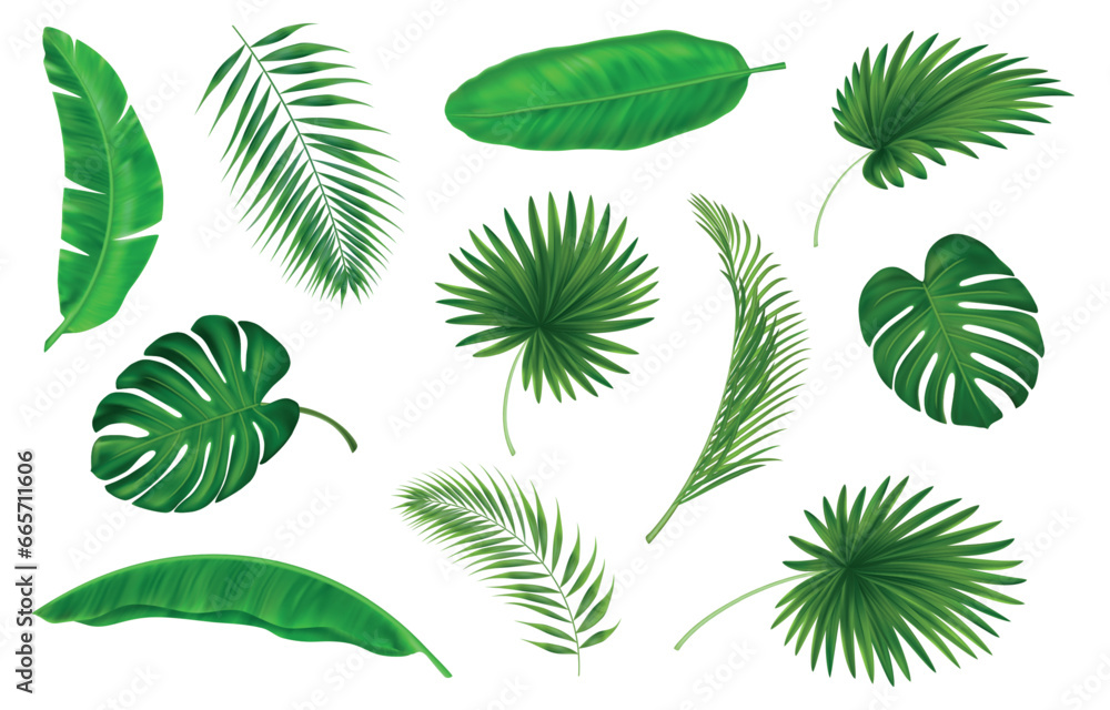 Tropic plants. Monstera and banana leaf and paradise flowers, green summer exotic palms, foliage elements for spa. Botanical decor. Vector nature jungle hawaiian isolated decorative objects Tropic plants. Monstera and banana leaf and paradise flowers, green summer exotic palms, foliage elements for spa. Botanical decor. Vector nature jungle hawaiian isolated decorative objects