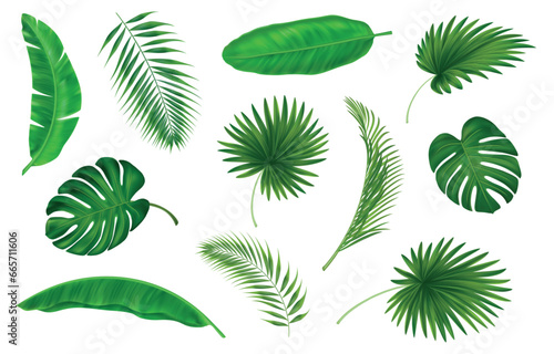 Tropic plants. Monstera and banana leaf and paradise flowers, green summer exotic palms, foliage elements for spa. Botanical decor. Vector nature jungle hawaiian isolated decorative objects