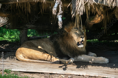 Картината върху платно The lion is lying in the shade under a wooden roof, his mouth is open with teeth, and he is looking ahead