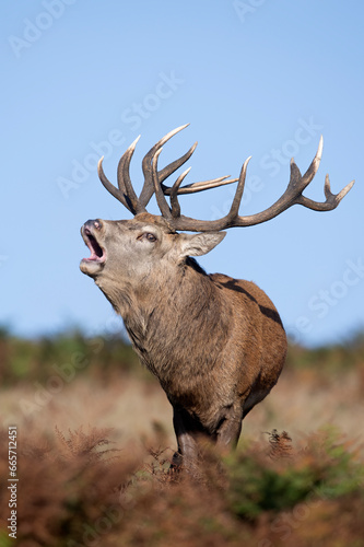 Proud Red Deer Stag (Cervus elaphus) bellowing for his hinds