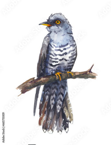 Cuckoo bird on a branch