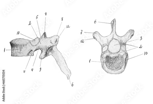 Εκτύπωση καμβά Thoracic vertebra (Vertebra thoracica)