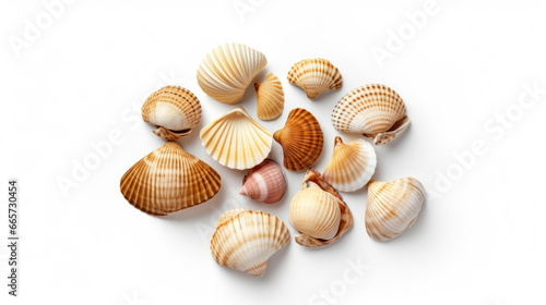 Beautiful sea shells resting gracefully on a pristine white background, a serene touch of the beach