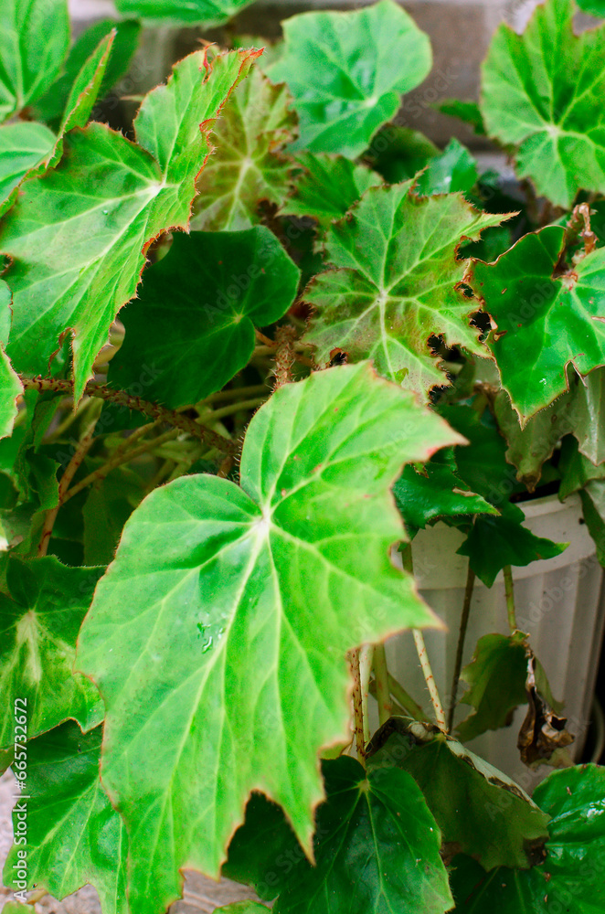 Decorative green leaf home plant Royal begonia (Begoniaceae Rex), Close-up. Decorative green leaf home plant Royal begonia (Begoniaceae Rex), Close-up.