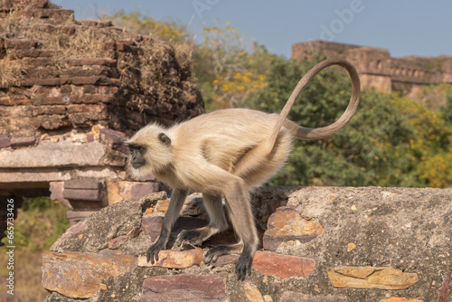 Northern plains gray langur, sacred langur, Bengal sacred langurs Hanuman langurs - Semnopithecus entellus walking on wall with raised tail. Photo from Ranthambore Fort in Rajasthan, India. photo