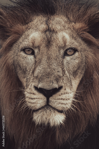 Lion Portrait Photographed At Gir National Park